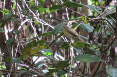 Vireo latimeri