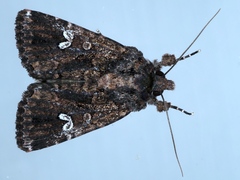 Ectopatria horologa