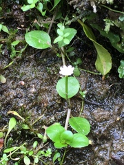 Epilobium nerteroides