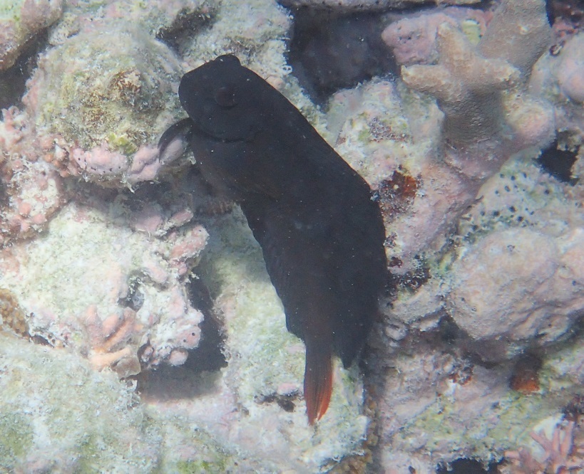 Black Blenny
