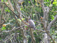 Patagioenas inornata wetmorei