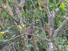 Patagioenas inornata wetmorei