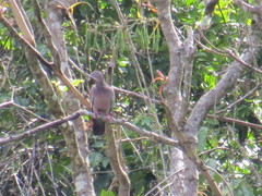 Patagioenas inornata wetmorei