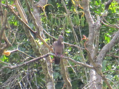 Patagioenas inornata wetmorei