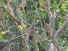 Patagioenas inornata wetmorei