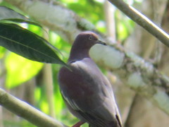 Patagioenas inornata wetmorei