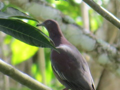 Patagioenas inornata wetmorei