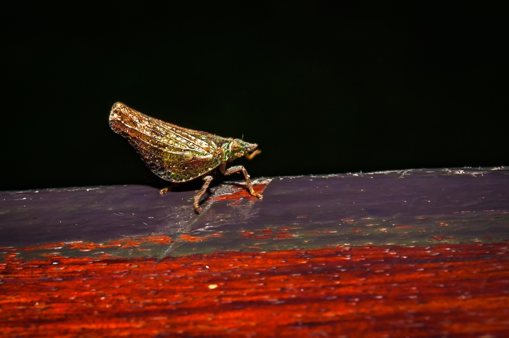 Glyphotonga