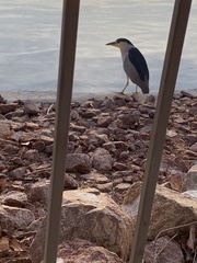 Nycticorax nycticorax