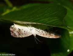 Catocyclotis aemulius