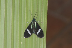 Mydromera notochloris