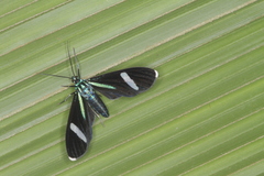 Mydromera notochloris