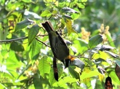 Spindalis portoricensis