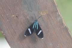 Mydromera notochloris