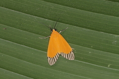 Uranophora walkeri image