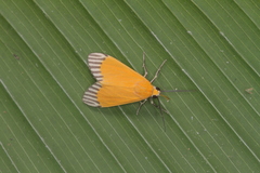 Uranophora walkeri