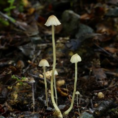 Laccaria masoniae