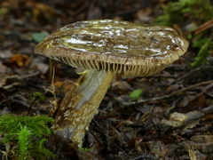 Cortinarius cuphomorphus