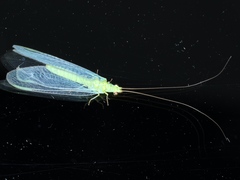 Plesiochrysa ramburi