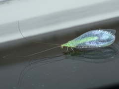 Plesiochrysa ramburi