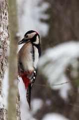 Dendrocopos major