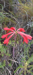Cyrtanthus fergusoniae