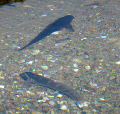 Istiblennius edentulus