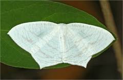 Acropteris illiturata