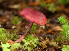 Cortinarius vinicolor