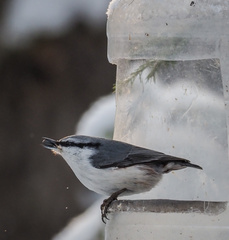 Sitta europaea