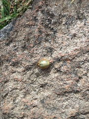 Paropsisterna bimaculata