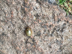 Paropsisterna bimaculata