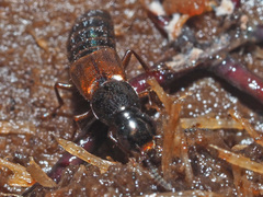 Raphirus