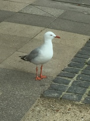 Chroicocephalus novaehollandiae