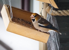 Coccothraustes coccothraustes