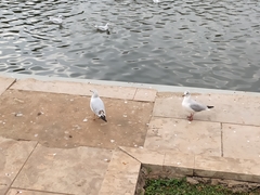 Chroicocephalus ridibundus