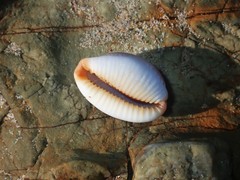 Staphylaea staphylaea