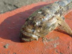 Glossogobius