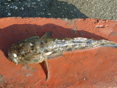 Glossogobius