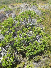Eucalyptus vernicosa