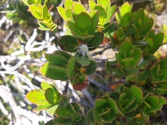 Eucalyptus vernicosa