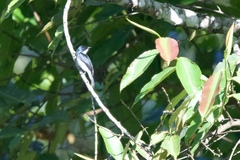 Hemipus hirundinaceus