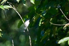 Hemipus hirundinaceus