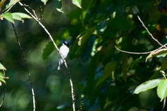 Hemipus hirundinaceus