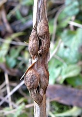Lasioptera rubi