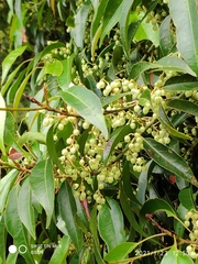 Elaeocarpus mastersii