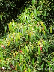 Elaeocarpus mastersii