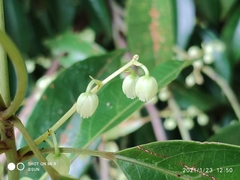 Elaeocarpus mastersii