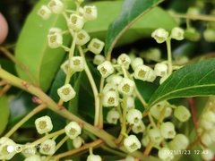 Elaeocarpus mastersii