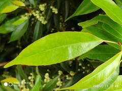 Elaeocarpus mastersii